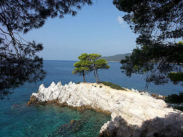 Amarandos. Skopelos.