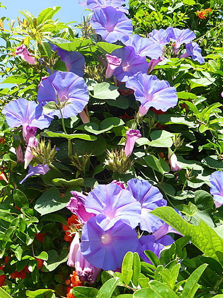 Vackra blommor på Tilos i Grekland.  Vindel.