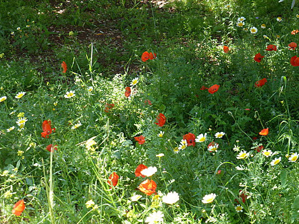 Vackra blommor på Tilos i Grekland.  Vallmo.