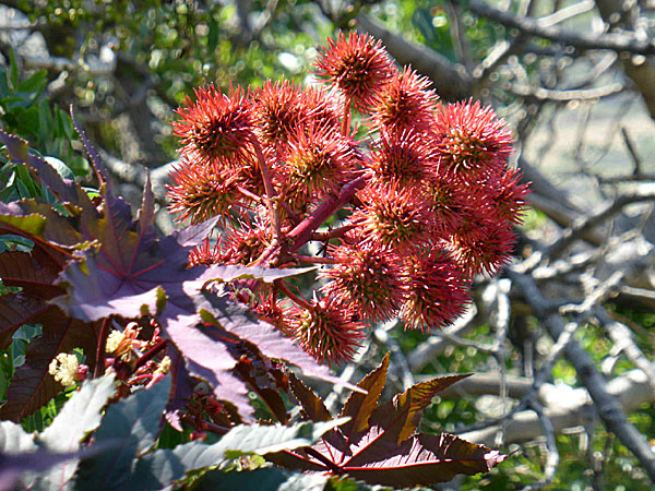 Vackra blommor på Tilos i Grekland.  Oljeplanta.