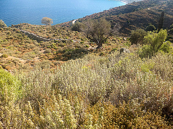 Salvia. Tilos.