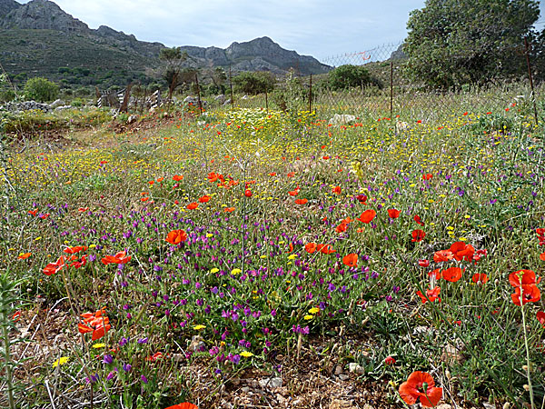 Ängarna lyser i alla de färger av vårblommor.