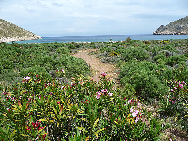 Nere på stranden har oleandern just börjat blomma.