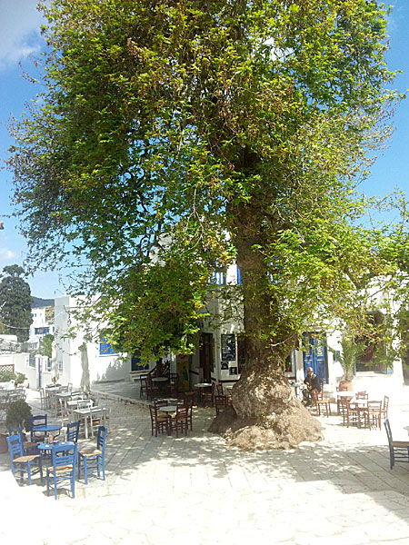 Torget i Pirgos får avsluta fotobuketten. Tinos.