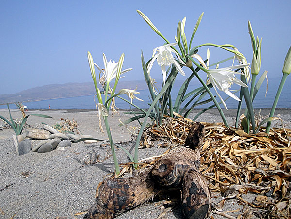 Gerani beach. Kreta.