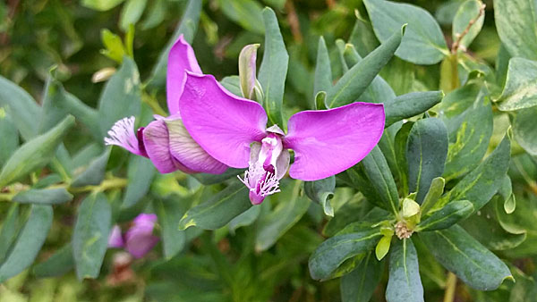 Polygala myrtifolia. Kreta.