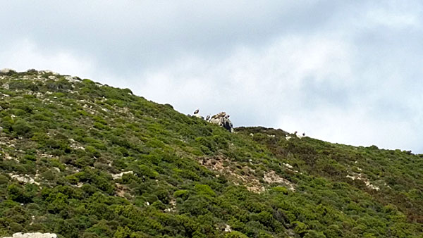 Lammgama och Gåsgamar. Kreta.