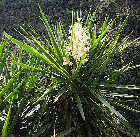 Yuccapalm blomma. Botaniska Parken på Kreta.