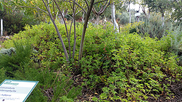 Doktor Westerlund, Pelargon. Botaniska Parken på Kreta.