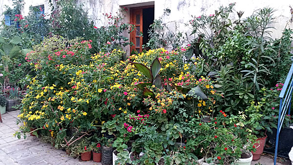 Blomsterodlingen på huvudgatan. i Paleochora.