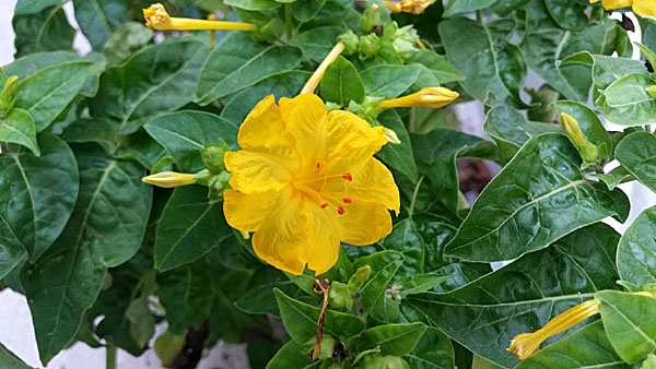 Mirabilis Jalapa. Kreta.