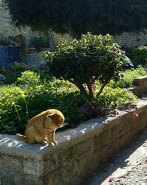 Katter. Rhodos.