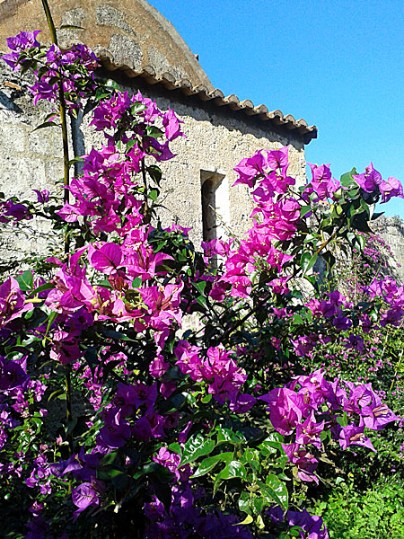 Bougainvillea. Rhodos.