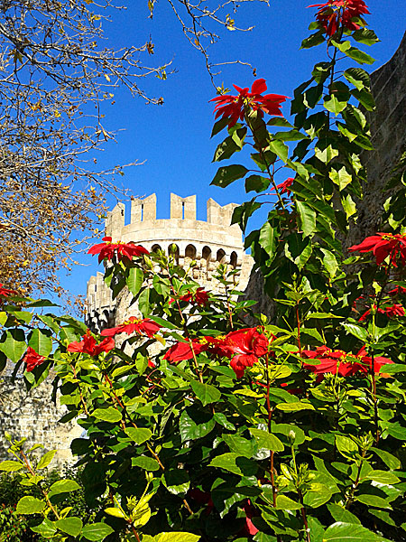 Julstjärna och hibiskus invid muren i Gamla stan. Rhodos.