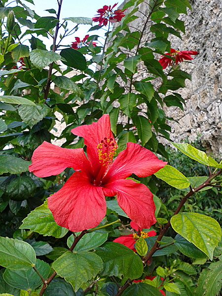 Hibiskus. Rhodos.