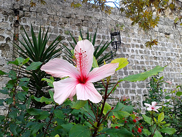 Hibiskus. Rhodos.