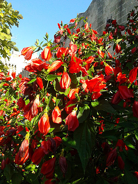 Turkmössa. Rhodos. Grekland.